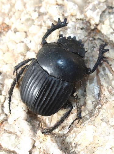 Réf. 245 352 : Scarabaeus laticollis